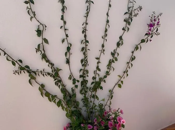 بيت ضيافة Fortuna